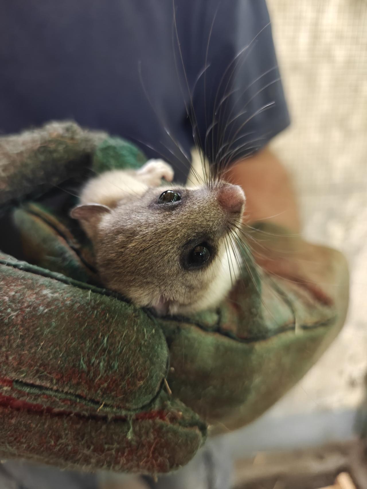 W Nowym ZOO odłowili gryzonie i puścili na wolność. Podczas żerowania wydają charakterystyczne chrząkanie