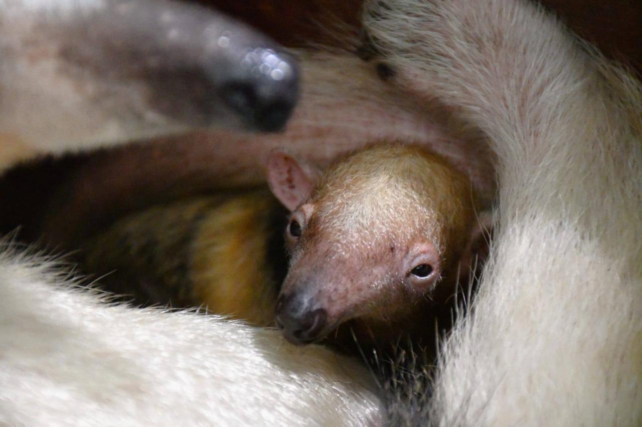 Narodziny w poznańskim ZOO. "Serca naszych opiekunów już podbił"