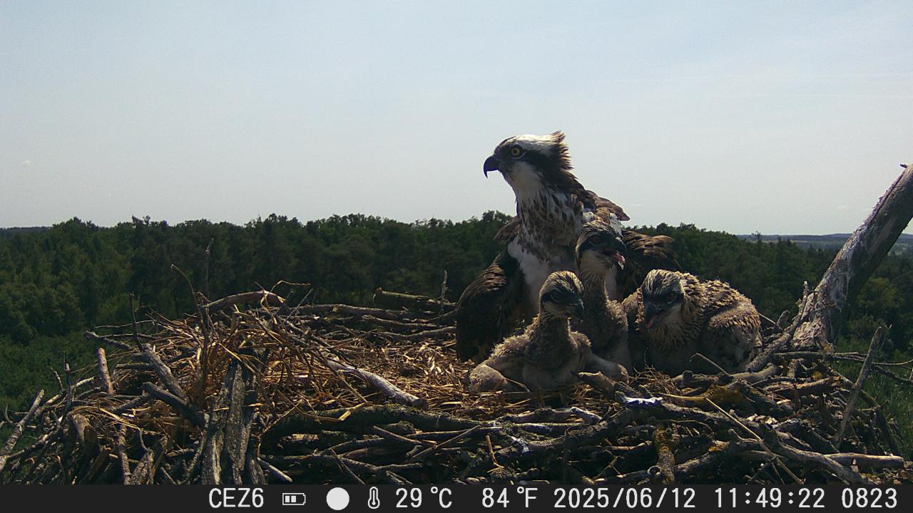"Wyjątkowa wiadomość" z lasu w naszym regionie! Dotyczy jednego z najrzadszych gatunków