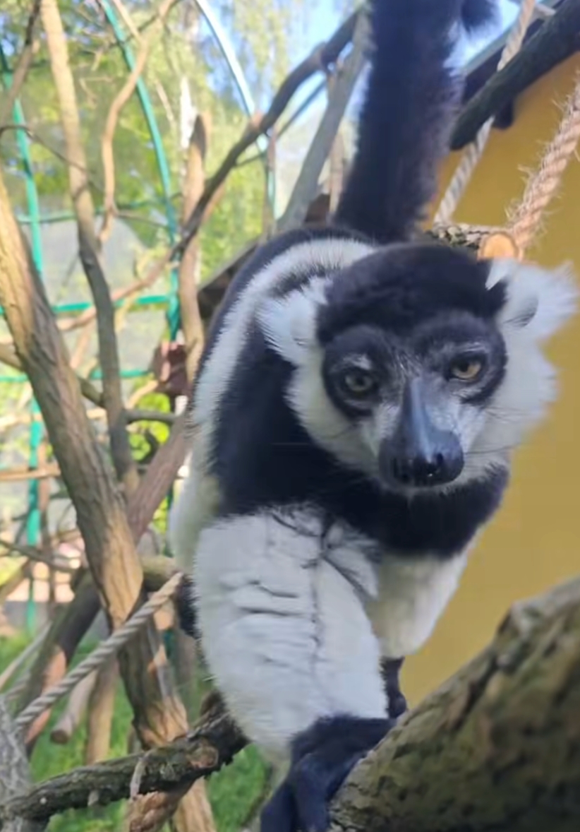 Nietypowe zwierzaki zamieszkały w Nowym ZOO. "Pierwsze i jak dotąd jedyne w Polsce"