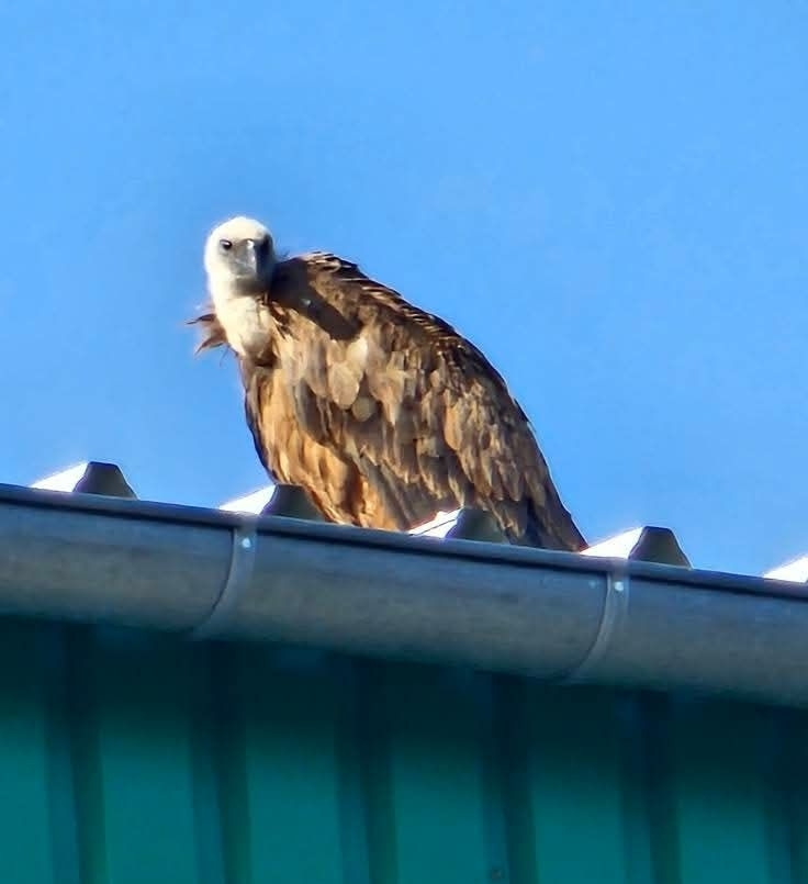 Niezwykły gość, który odwiedził Wielkopolskę i wywołał ogromne poruszenie, został znaleziony martwy?