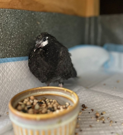 Ptaki dokarmiane w poznańskich parkach chorują. Na fast foodowej diecie miejskiej rozwinęły niewydolność narządów. Jest apel do spacerowiczów