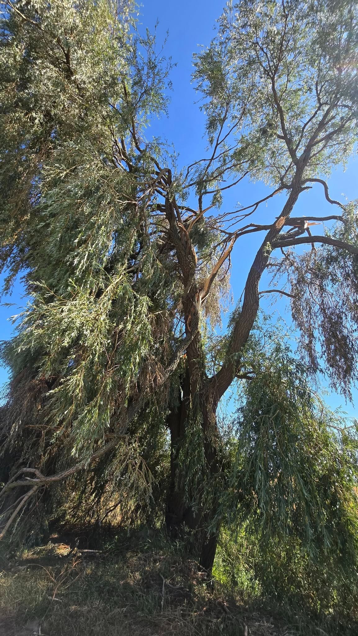 Podpoznańska gmina wciąż boryka się ze skutkami nawałnicy. "Wiele drzew zostało uszkodzonych lub całkowicie powalonych"