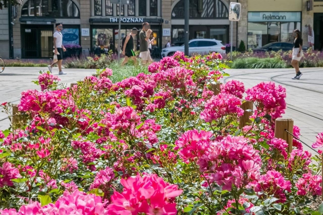 Poznań rozkwitł na dobre. Pojawiły się róże w pasach drogowych