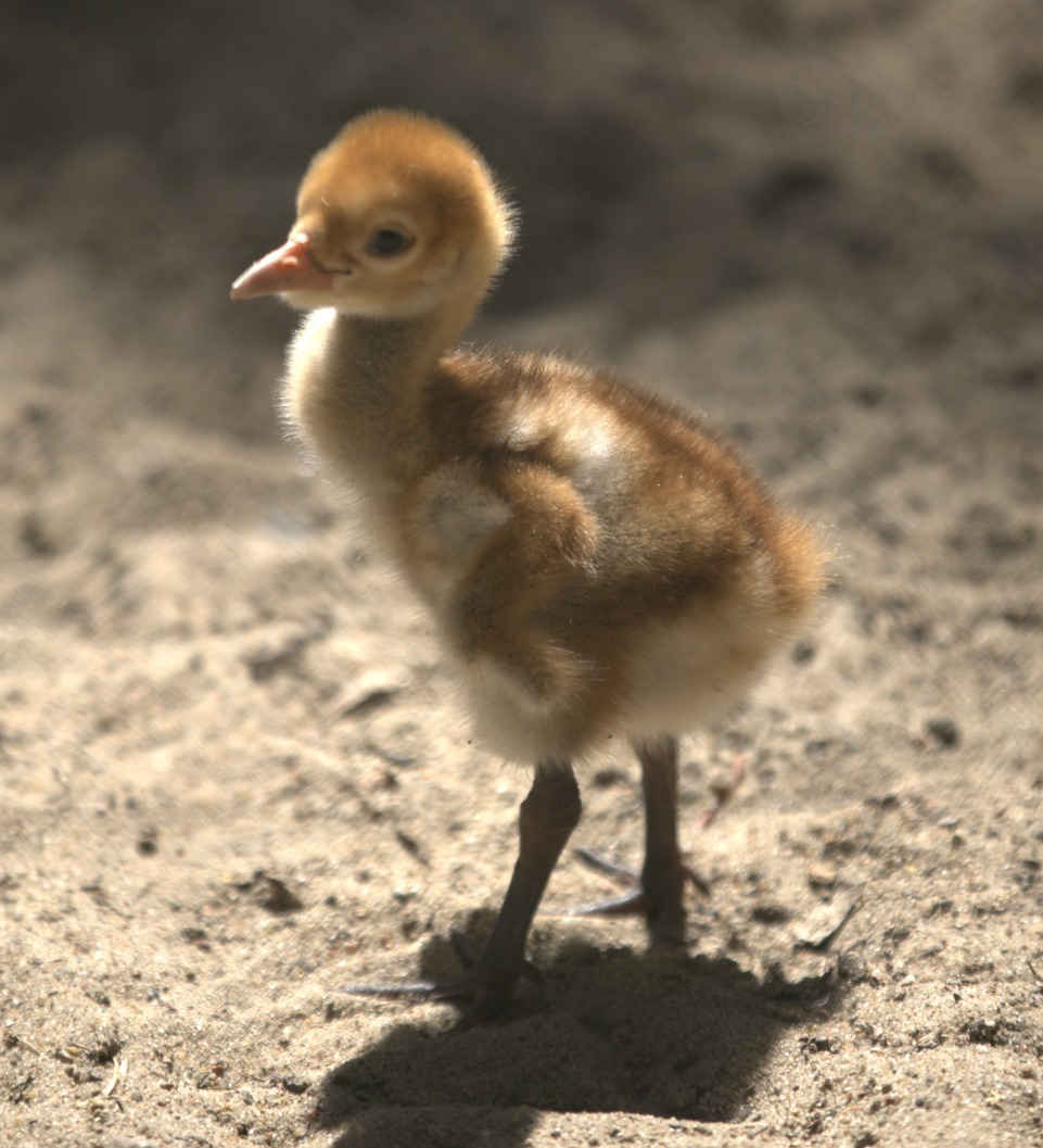 Poznańskie ZOO z kolejnym maluchem. "Biada temu, kto podejdzie za blisko siatki"
