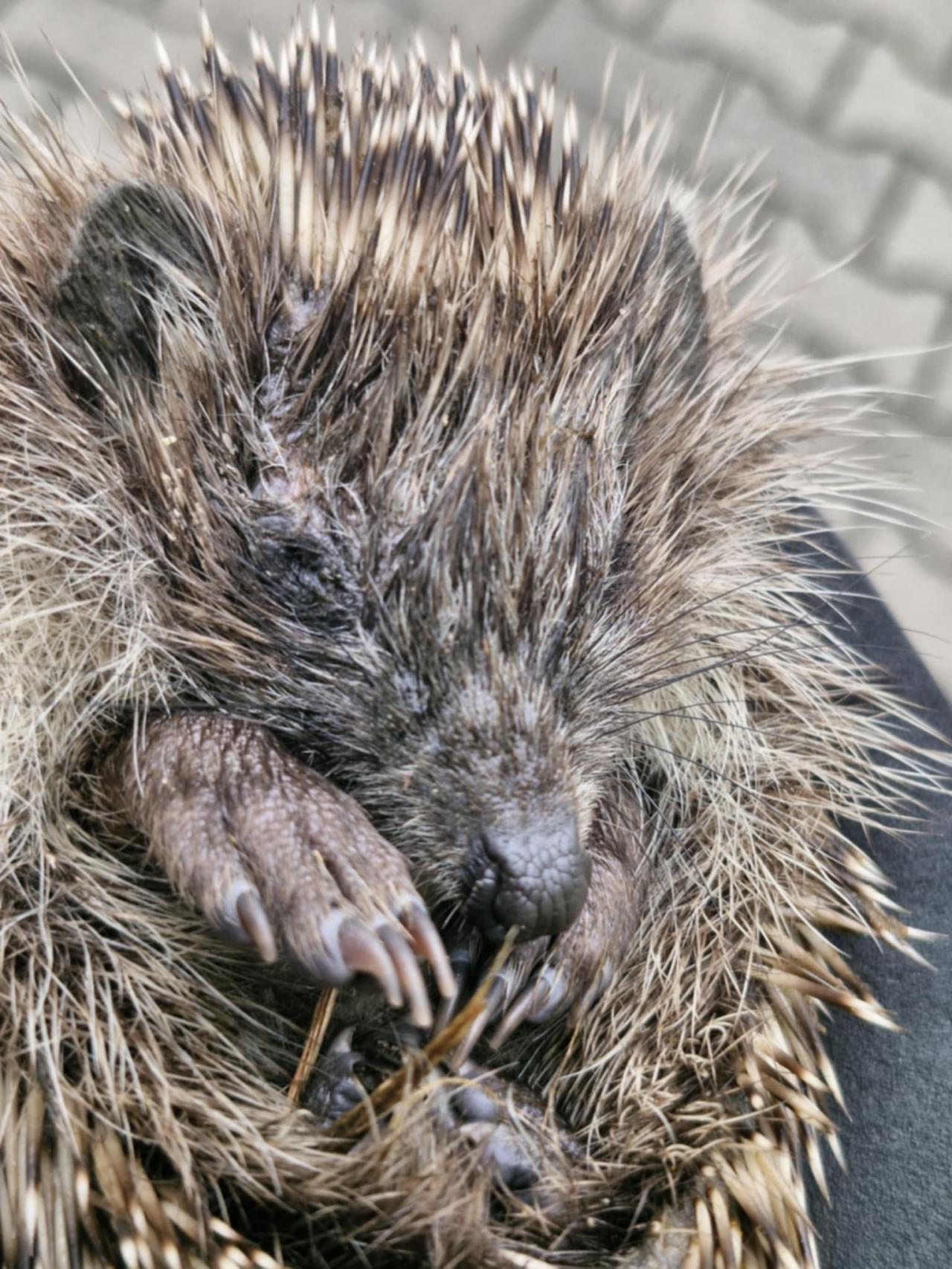 Pracownik serwisu rowerowego znalazł "kolczate maleństwo"