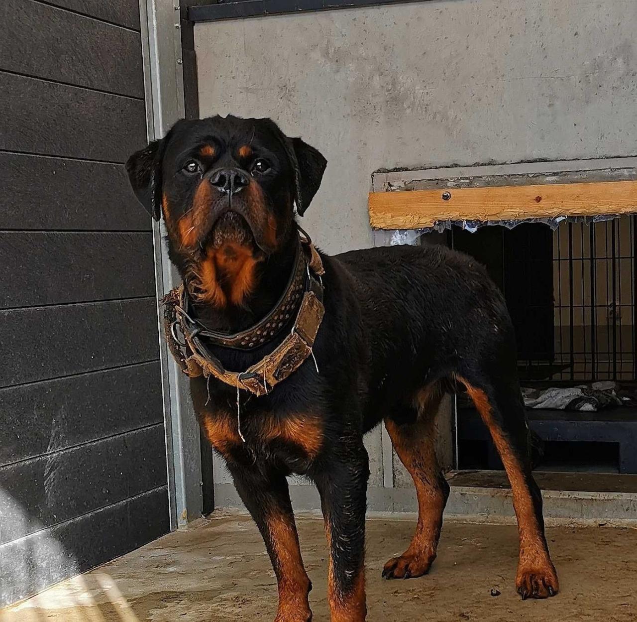 8 dużych psów z interwencji trafiło do poznańskiego schroniska. Jest prośba o pomoc