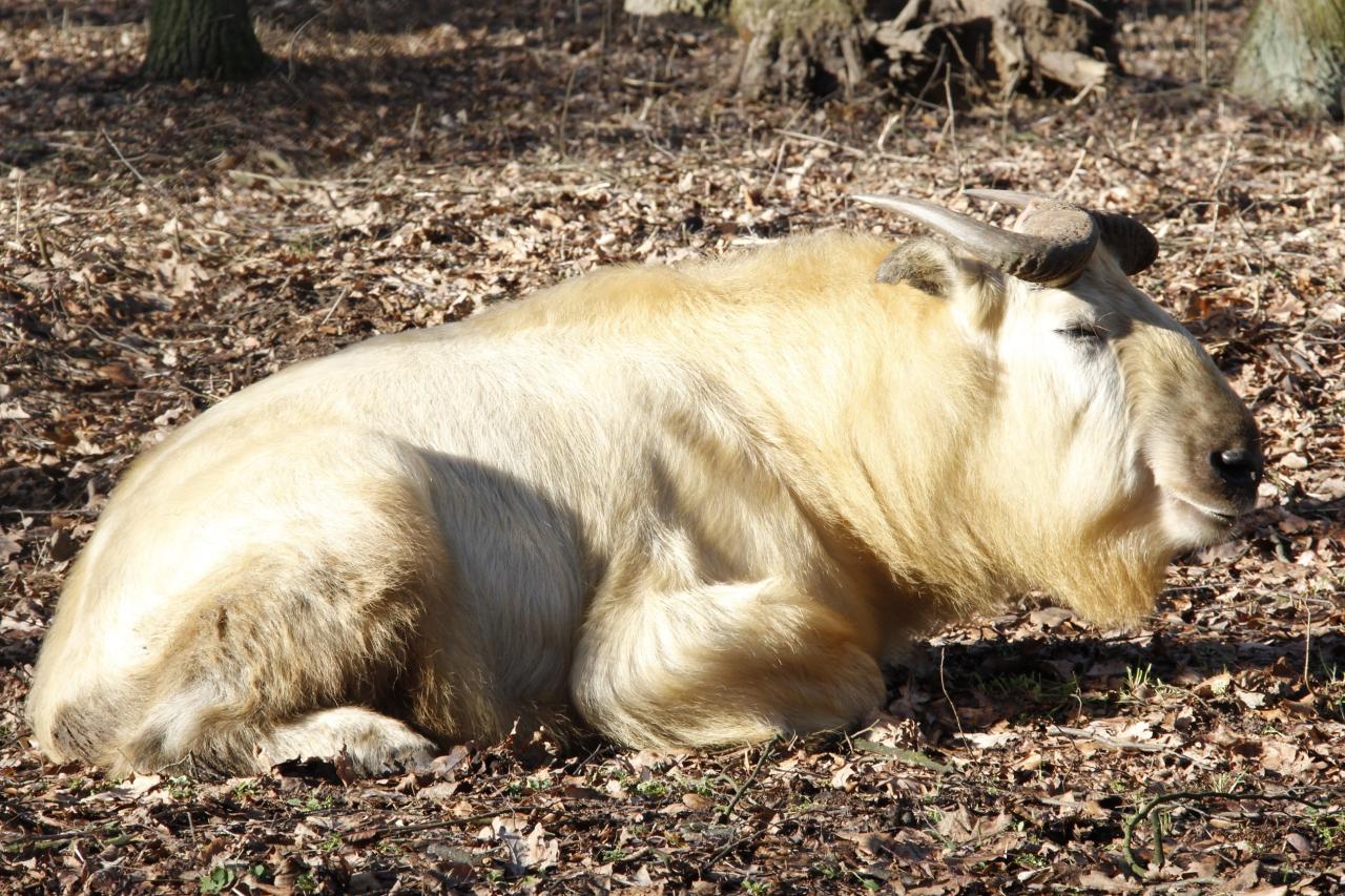 Kilkusetkilogramowe zwierzę wydostało się z wybiegu na terenie Nowego ZOO, pracowników powiadomili zwiedzający