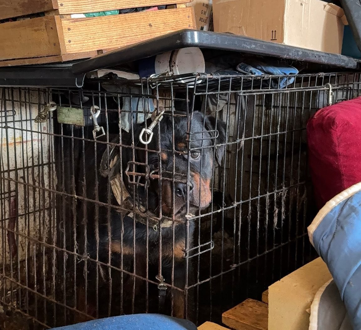 8 psów odebranych poznańskiej behawiorystce. Jest więcej dramatycznych szczegółów