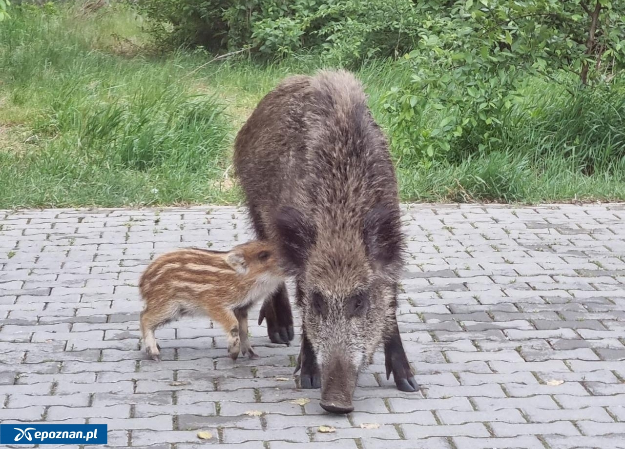 Teraz częściej możemy spotkać dziki w mieście. Jest apel!