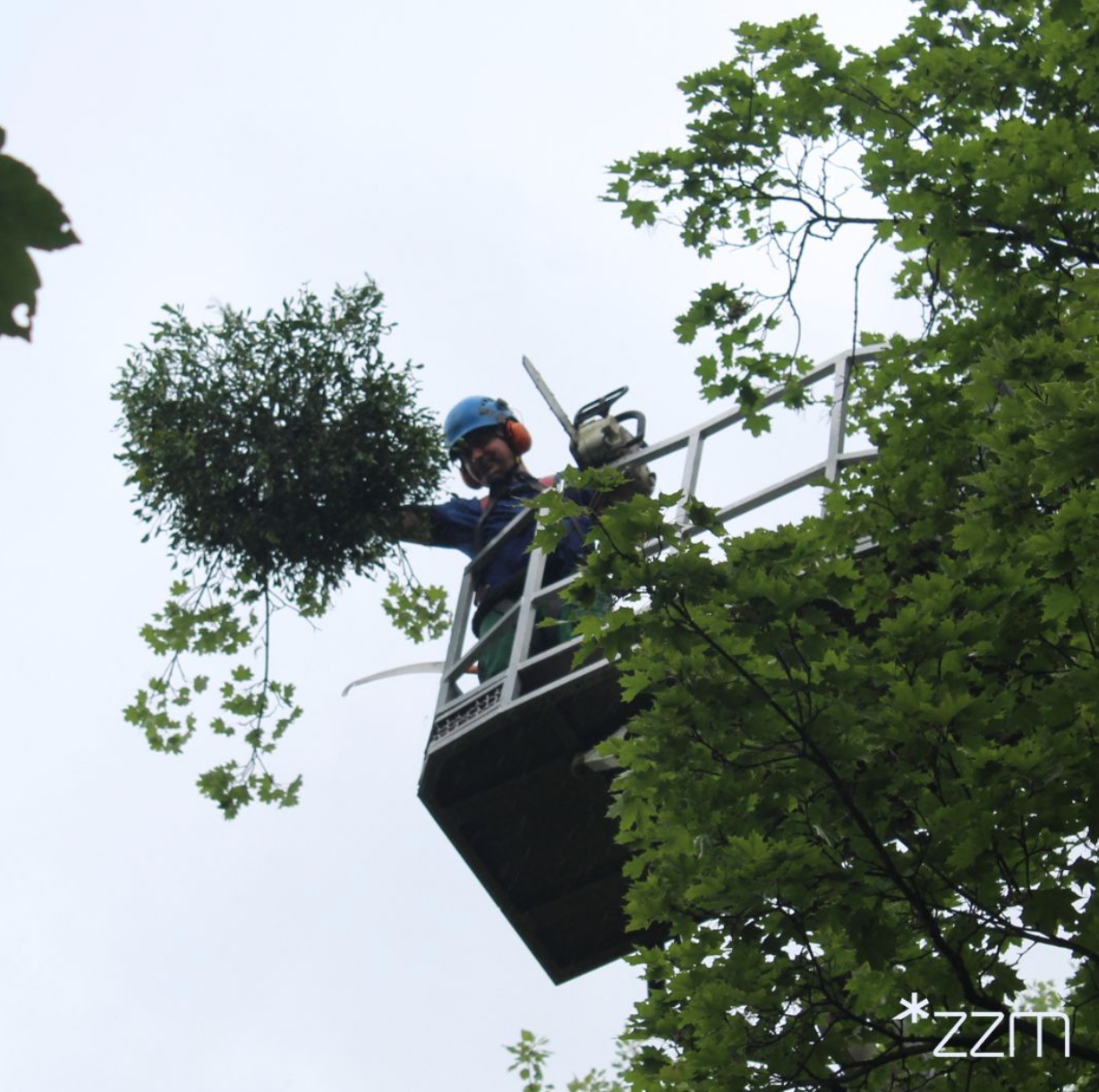 Specjaliści ratują poznański starodrzew. W najbliższych tygodniach duże "usuwanie" w miejskich parkach