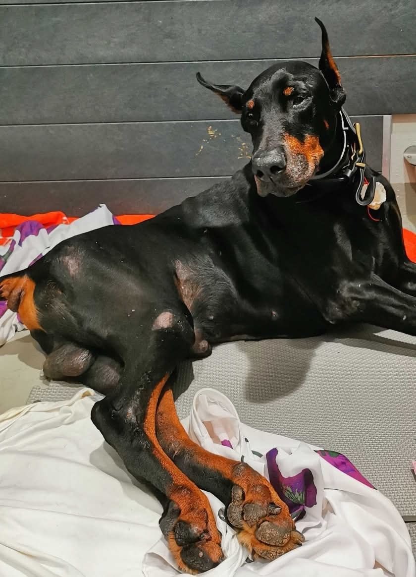 Jeden z psów odebranych behawiorystce musiał zostać uśpiony