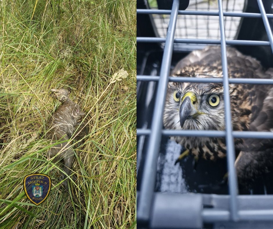 Krogulec wpadł do pojemnika na wodę, a sarna utknęła w studzience