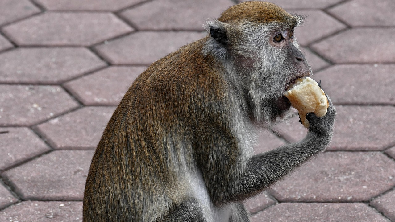 Kolejne pokazowe karmienia w Starym ZOO. Będzie można podglądać między innymi małpki kapucynki