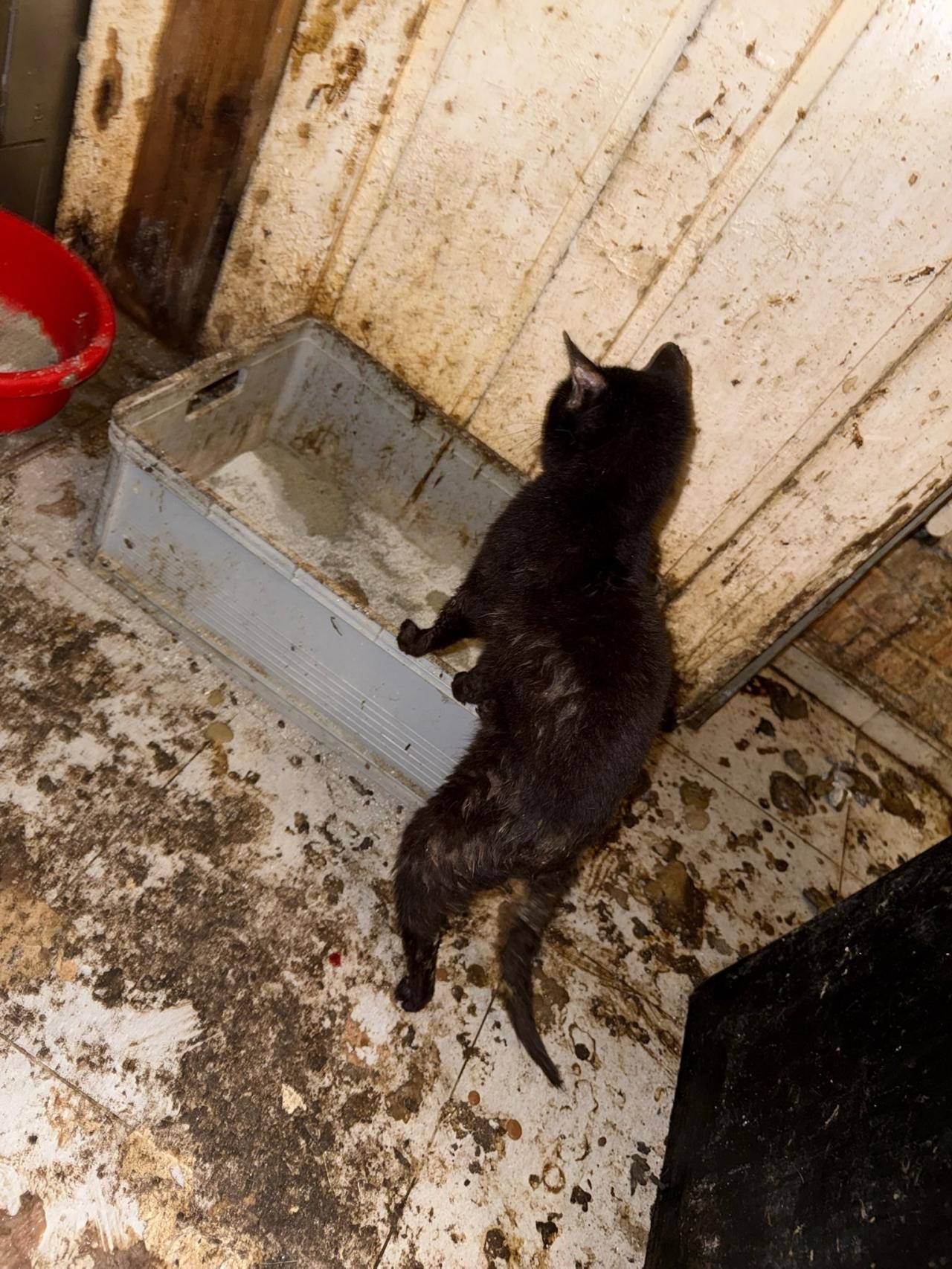 Koty żyły pod jednym dachem z właścicielami i odchodami. Niewyobrażalny smród i syf