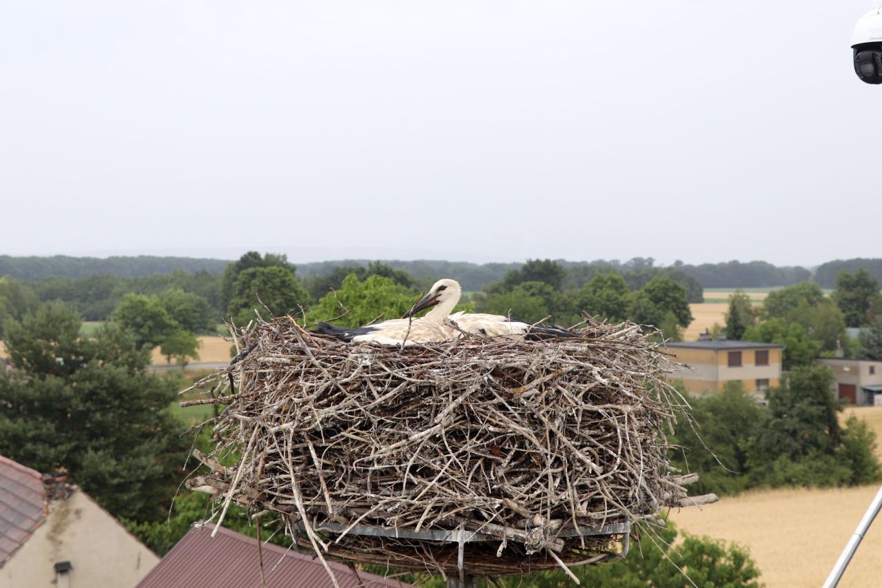 Światowy przełom technologiczny. Bociany polecą do Afryki z kamerami!