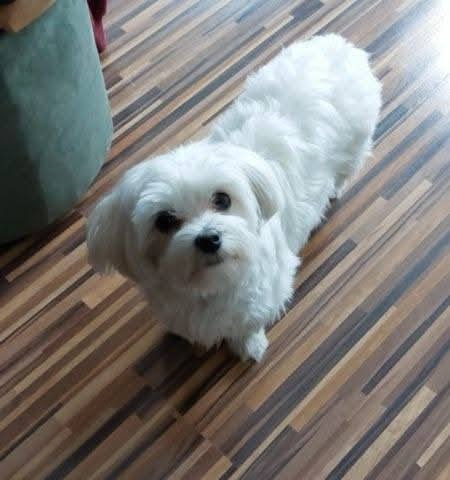 Pies skradziony z posesji w regionie? Prawda okazała się inna