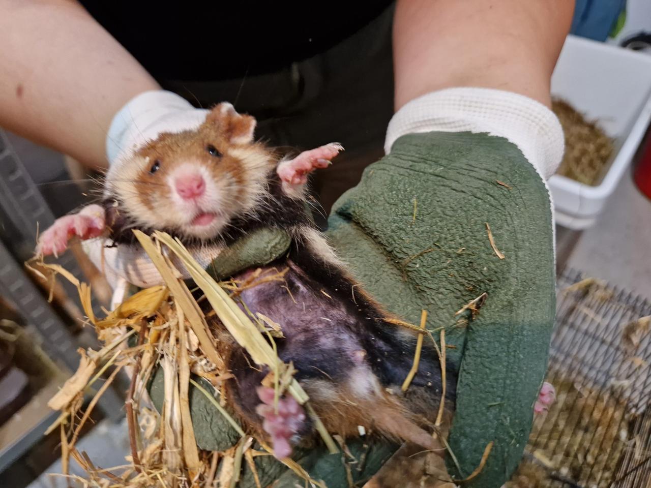 Wypuścili na wolność chomiki z poznańskiego ZOO. Mają ważne zadanie