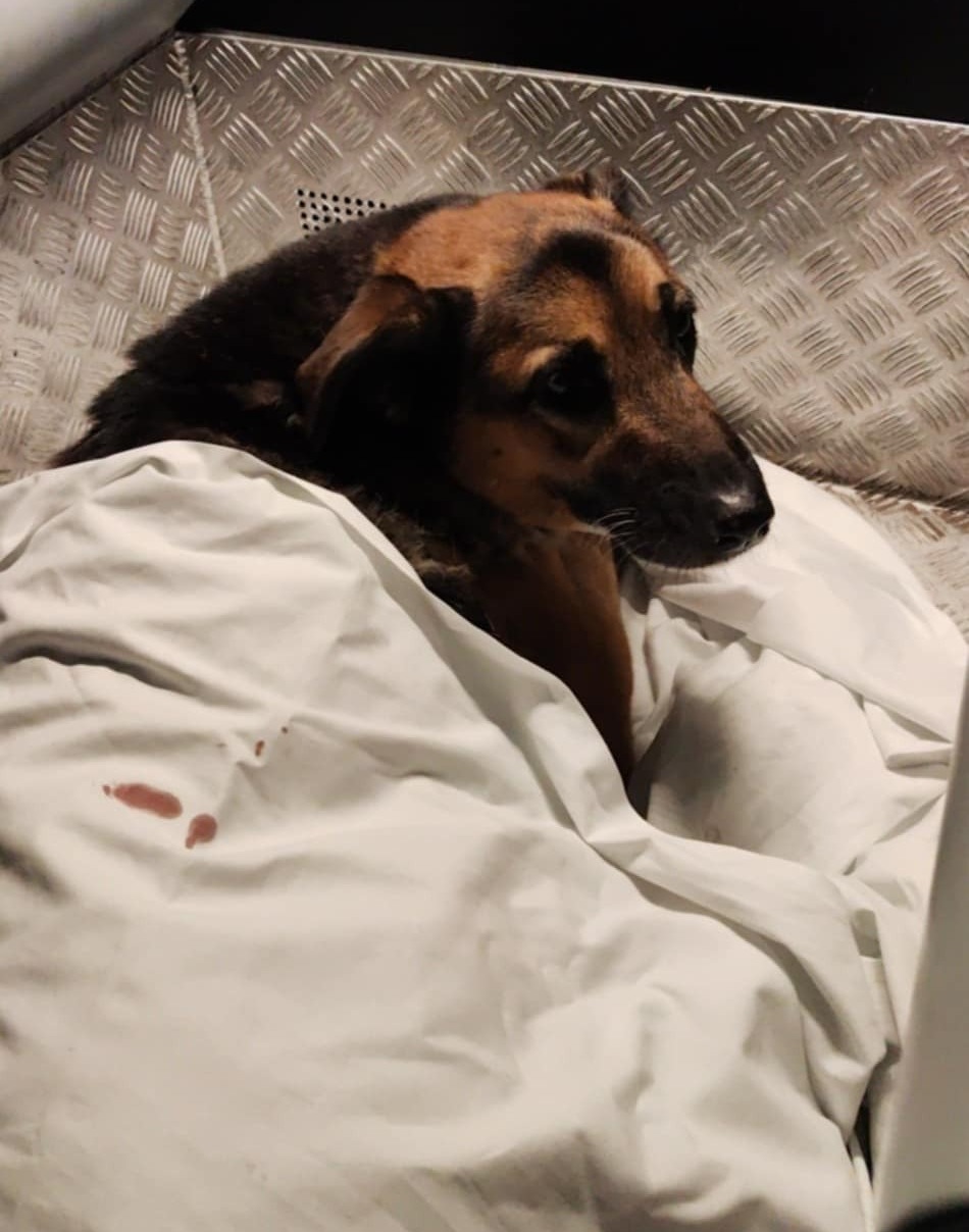 Pies potrącony przez dwa auta na Niestachowskiej. Na ratunek ruszyli ratownicy medyczni i policjanci. "Pełni empatii"