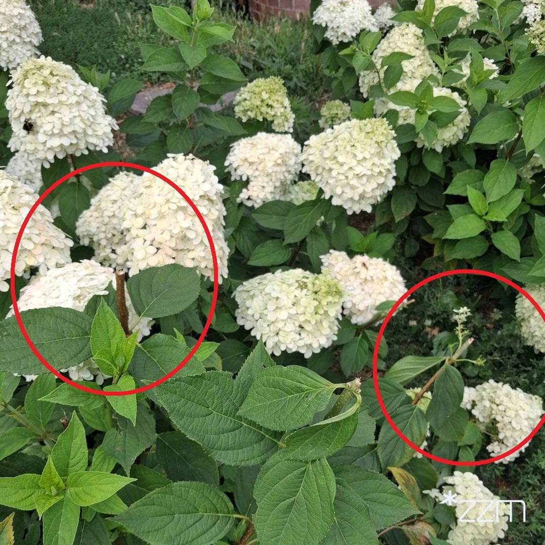 Notorycznie oszpecają miejskie rośliny. "Kwiatostany są zrywane, łamane lub uszkadzane"