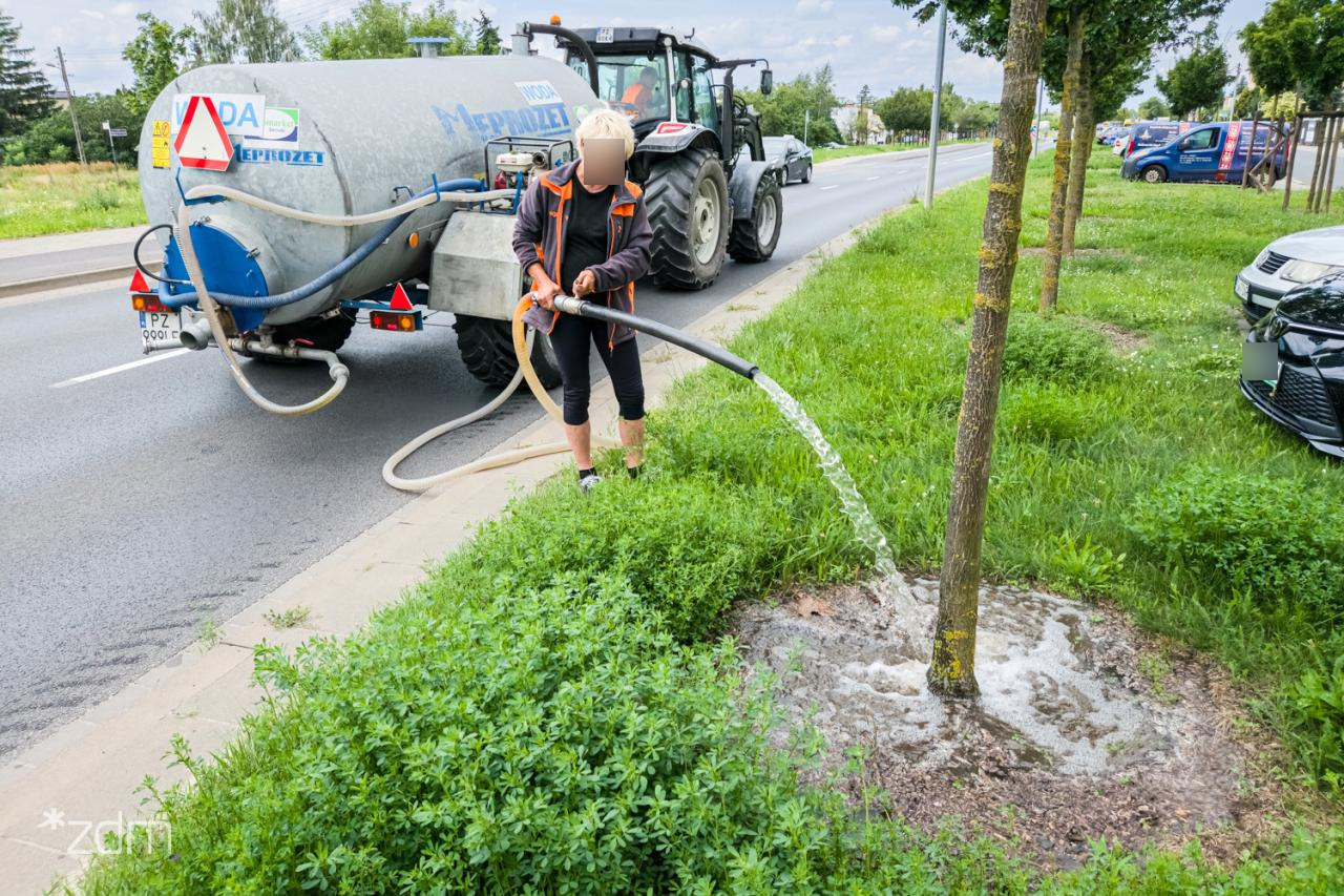 W Poznaniu podlewają choćby w deszczu. ZDM tłumaczy