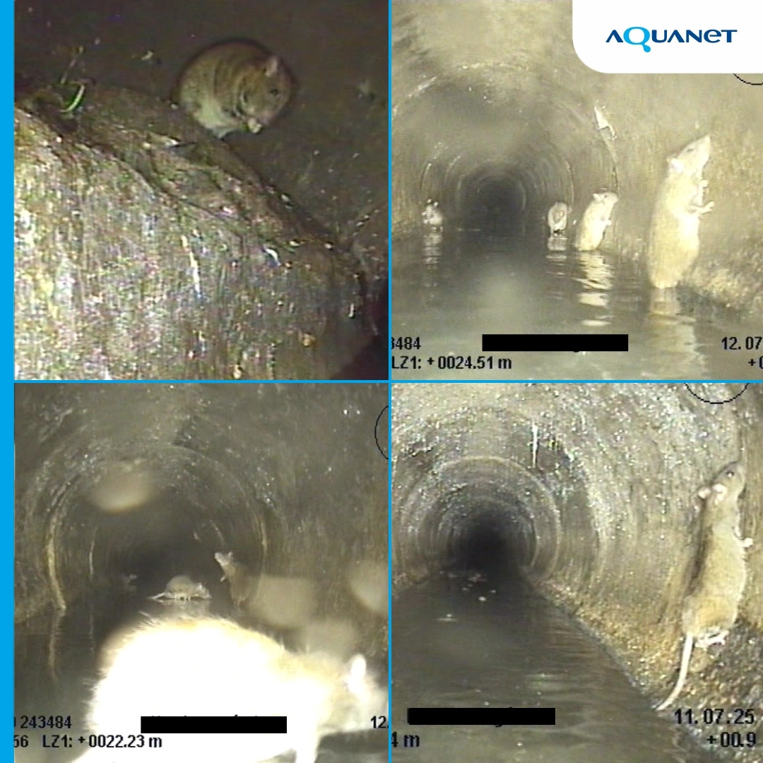 Kamery znów 'zajrzały' do poznańskich kanałów. "Stołują się w najlepsze!"