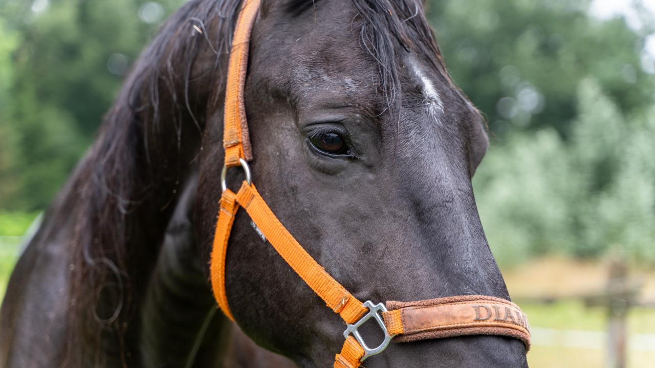 Powstanie wyjątkowe miejsce na mapie Wielkopolski. "Jesteśmy prekursorami"