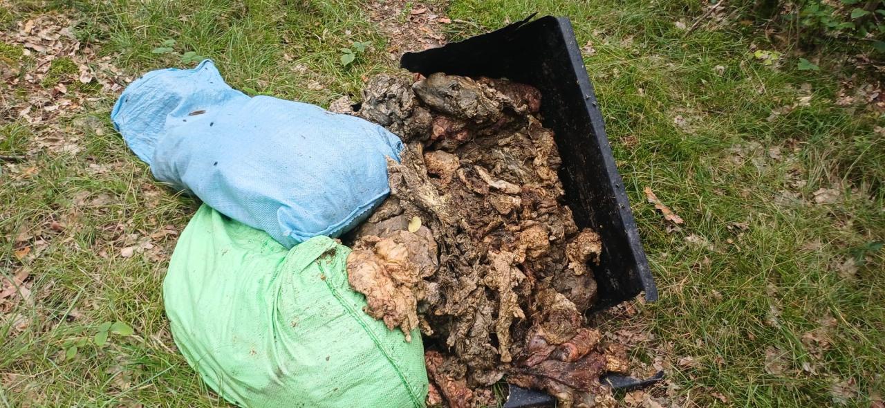 Ohydne znalezisko w lesie w regionie