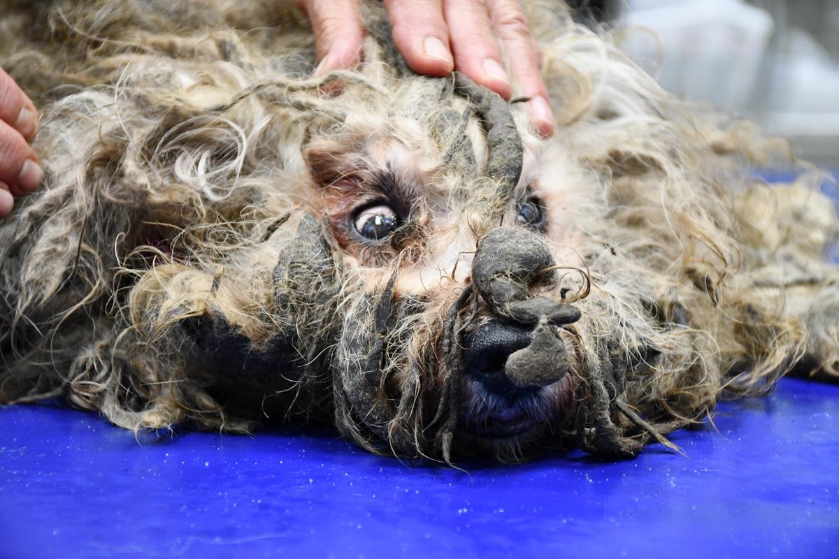 "Dawno nie trafił do nas tak drastycznie zaniedbany pies". Dramat zwierzaka w rejonie Krotoszyna