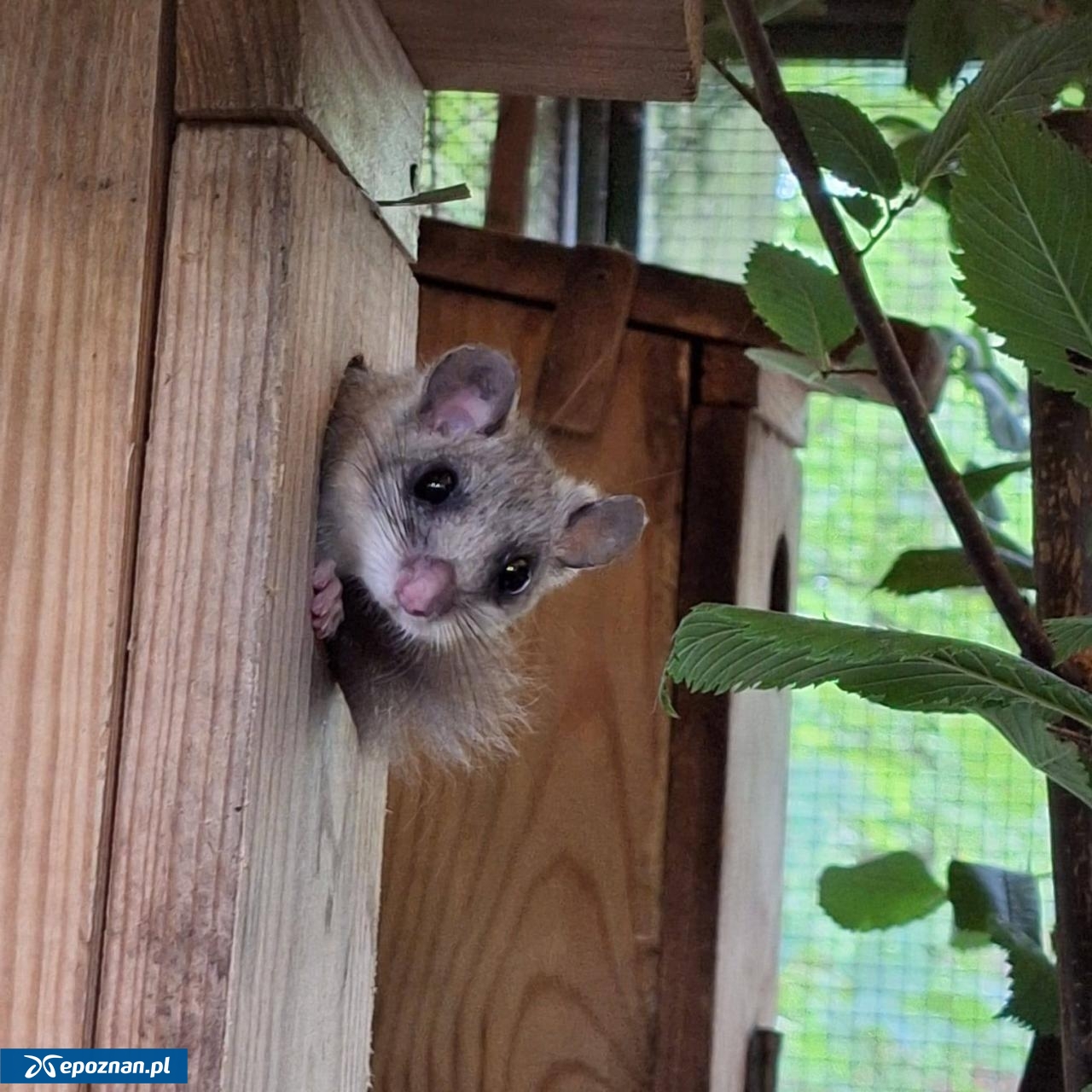fot. Maja Szymańska / ZOO Poznań Official / Facebook