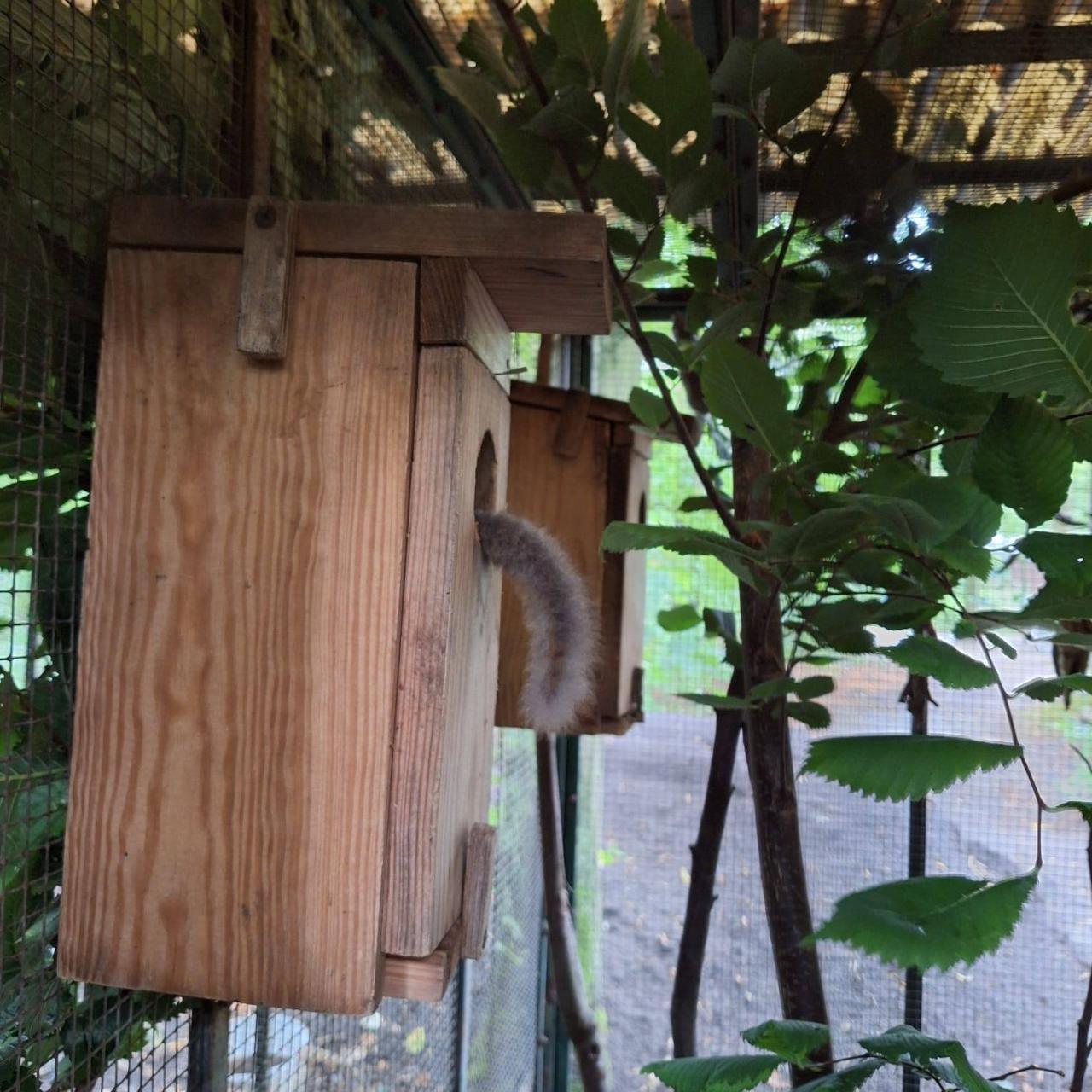 'Pięciu wspaniałych' ze szczególną misją w poznańskim ZOO. "Nie przyjechali na wakacje"