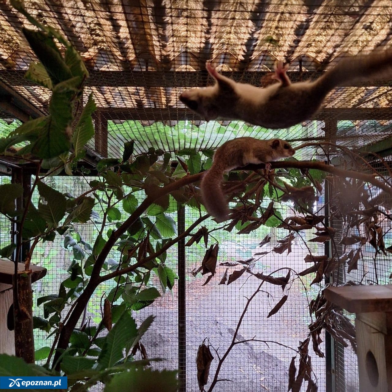 fot. Maja Szymańska / ZOO Poznań Official / Facebook
