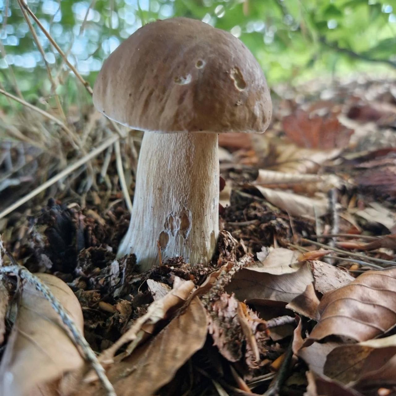 To już! W lasach pojawiły się grzyby. Są apele o ostrożność