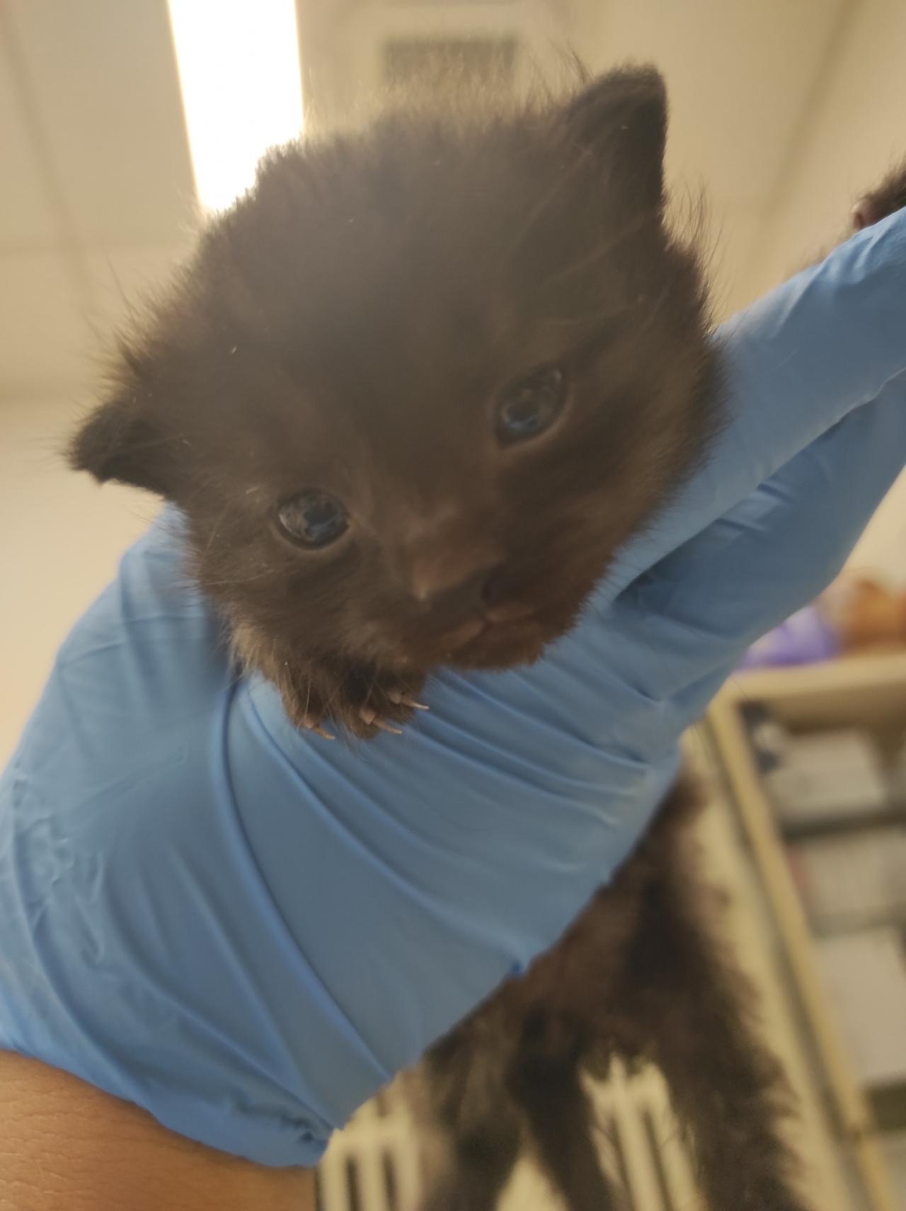 Pilny apel z poznańskiego schroniska. "Są zbyt małe, by samodzielnie jeść"