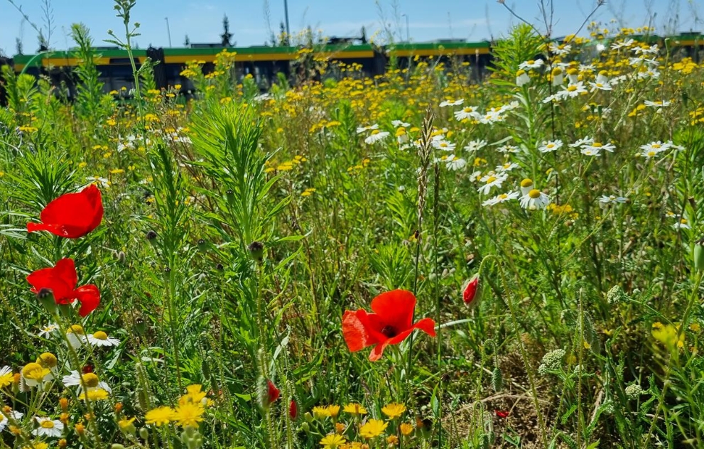 Miejska Pasieka na Franowie. Nie każdy o niej wie