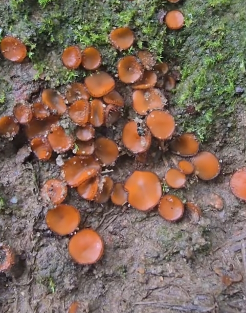 Na Morasku pojawił się rzadki gatunek grzybów!