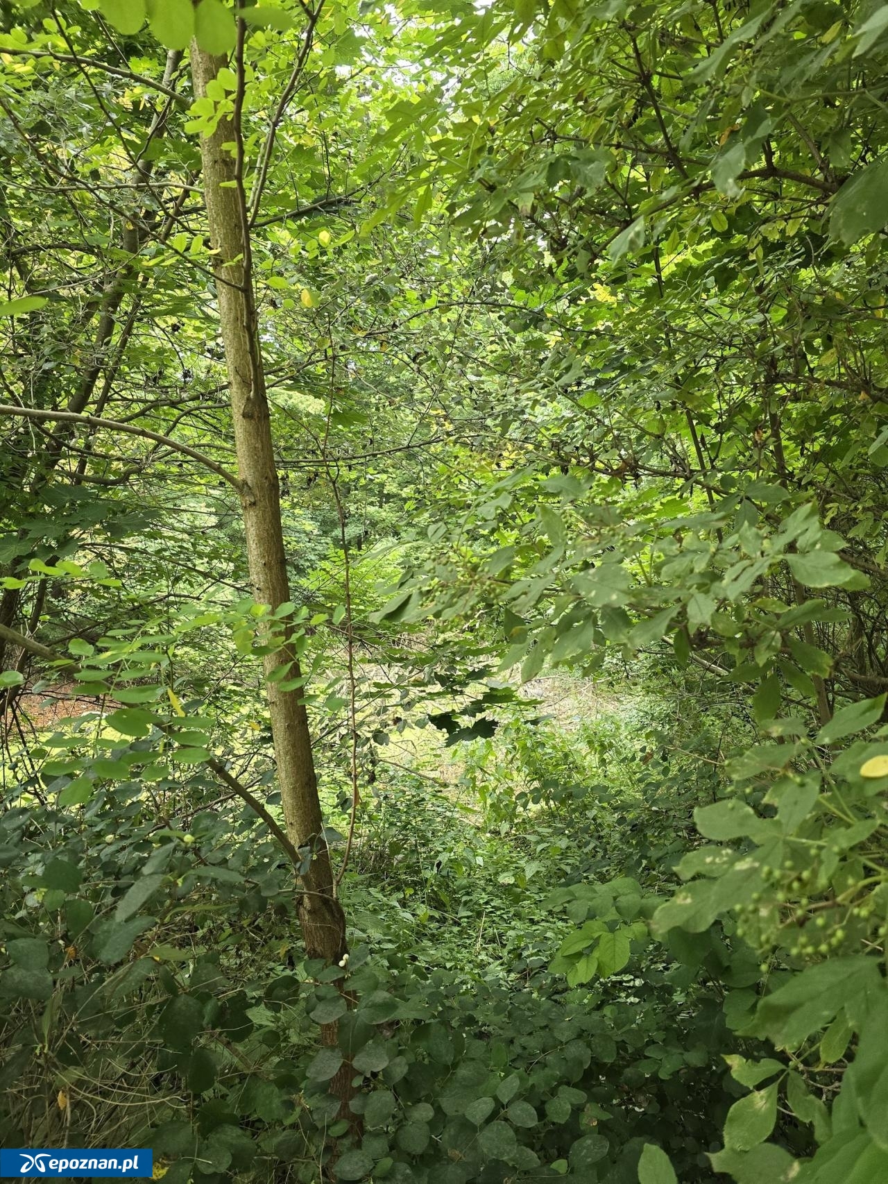 fot. Gmina Komorniki / FB