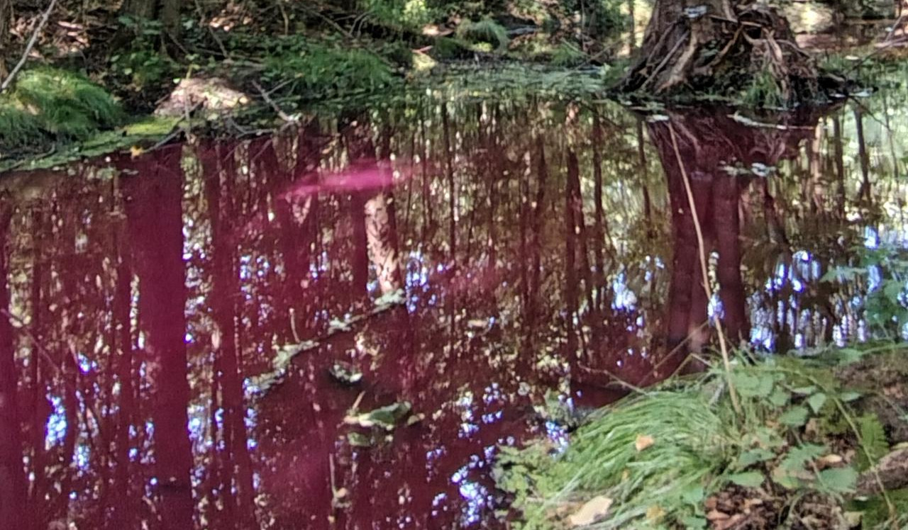 Tajemniczy kolor wody w Cybinie. "Widok robi wrażenie"