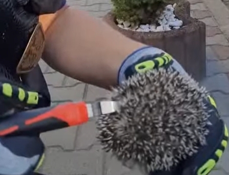 Uratowali młodego jeża, który wpadł w obręcz