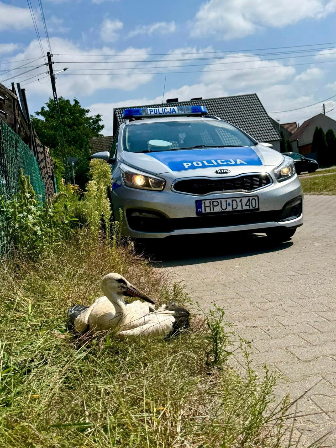Nietypowa interwencja drogówki w regionie. Zostali wezwani do... bociana