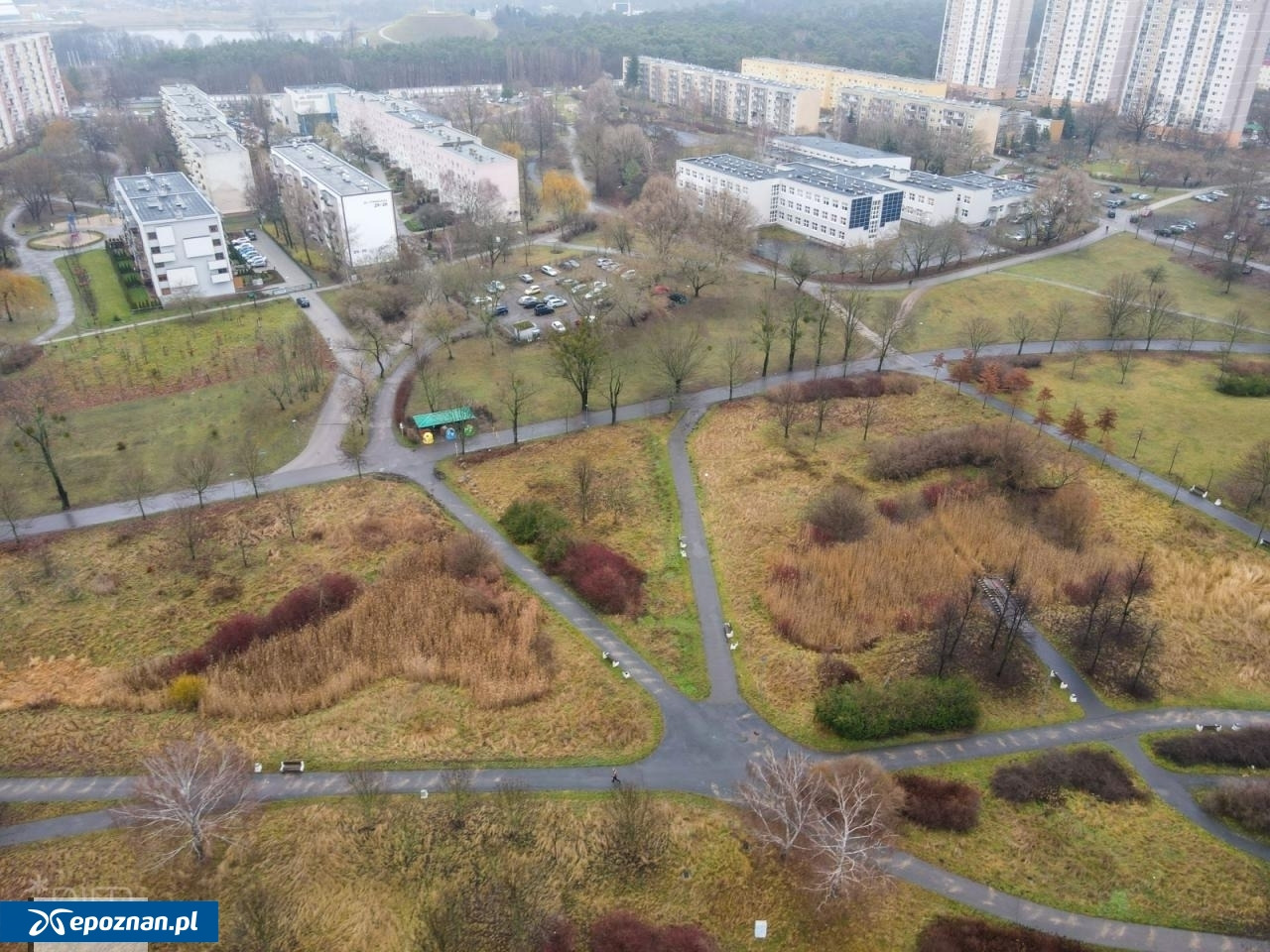 Inwazja czebaczka w Poznaniu. Problem powrócił