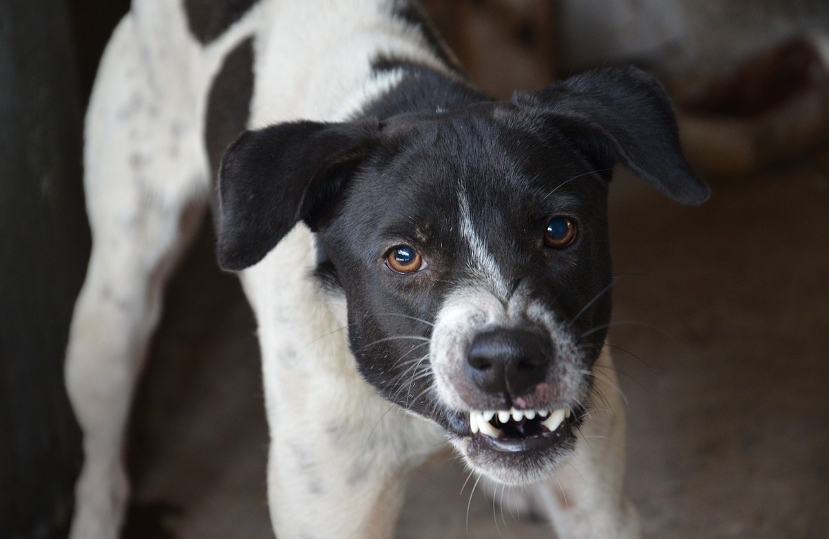 W centrum Poznania jeden pies zagryzł drugiego na oczach właściciela. Na miejscu interweniowała policja