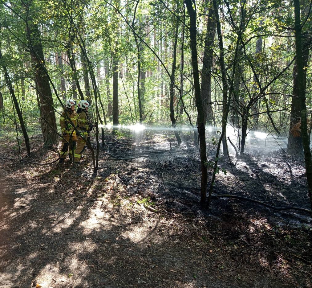 16-letni piroman wywołał co najmniej 5 pożarów lasu w regionie