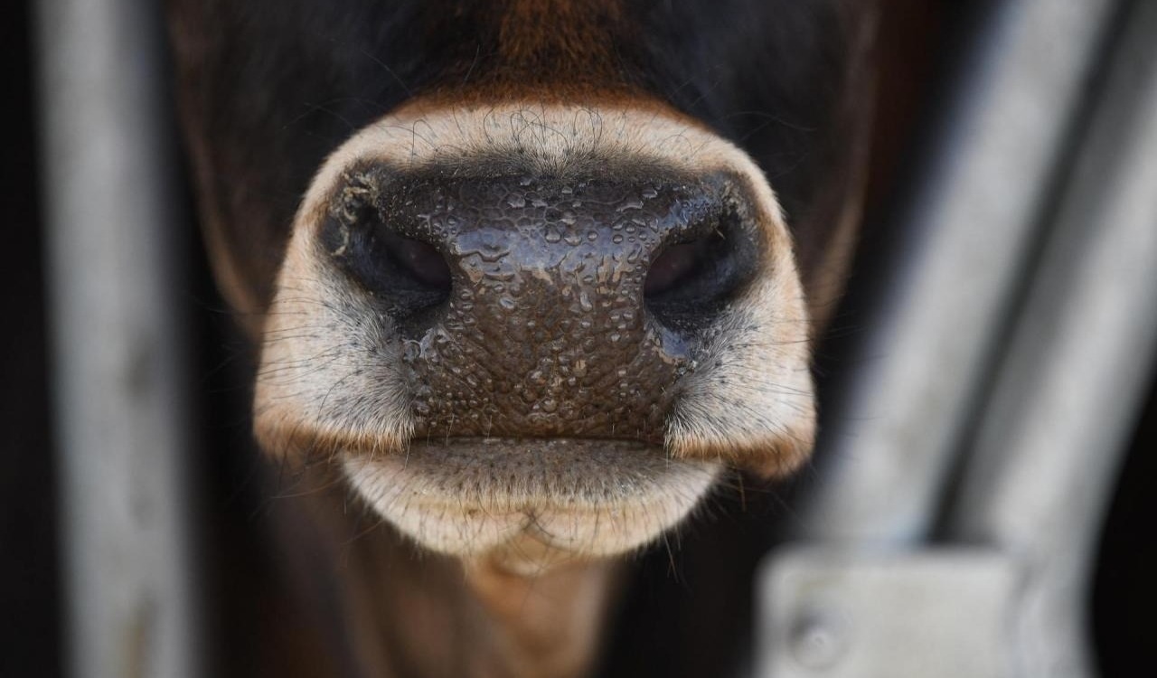 Zagłodził 14 byków i świń, ma trafić do więzienia