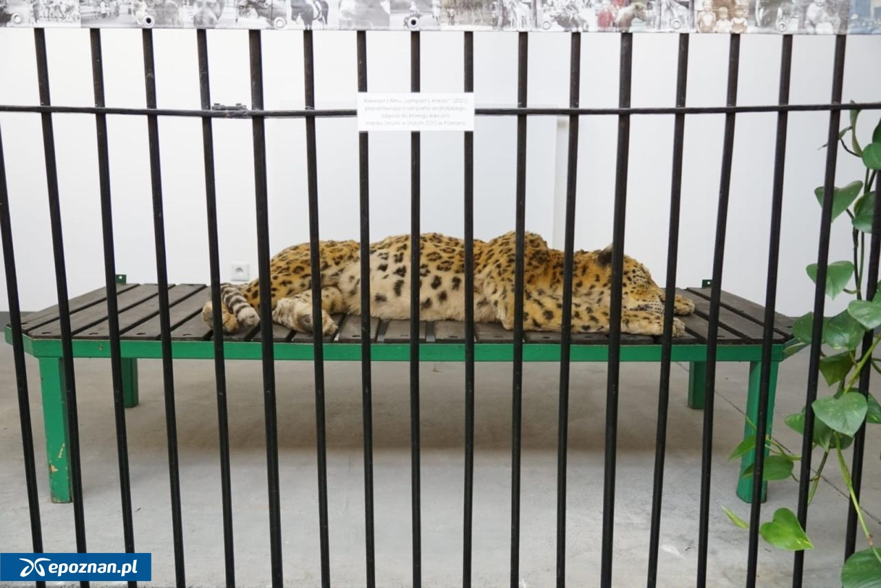 Wyjątkowe wydarzenie w poznańskim ZOO. Wstęp za darmo