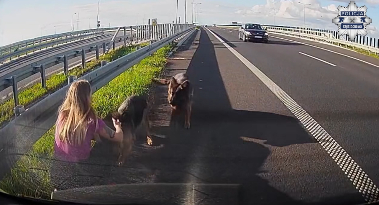 Dwa duże psy biegały na S5 pod Poznaniem. Zatrzymała się policjantka z Częstochowy (video)