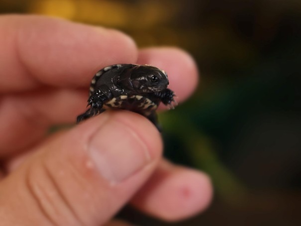 Niezwykłe osiągnięcie poznańskiego naukowca, są pierwsze w Polsce. "Każdy mniejszy niż 2,5 cm i lżejszy niż 3 gramy"
