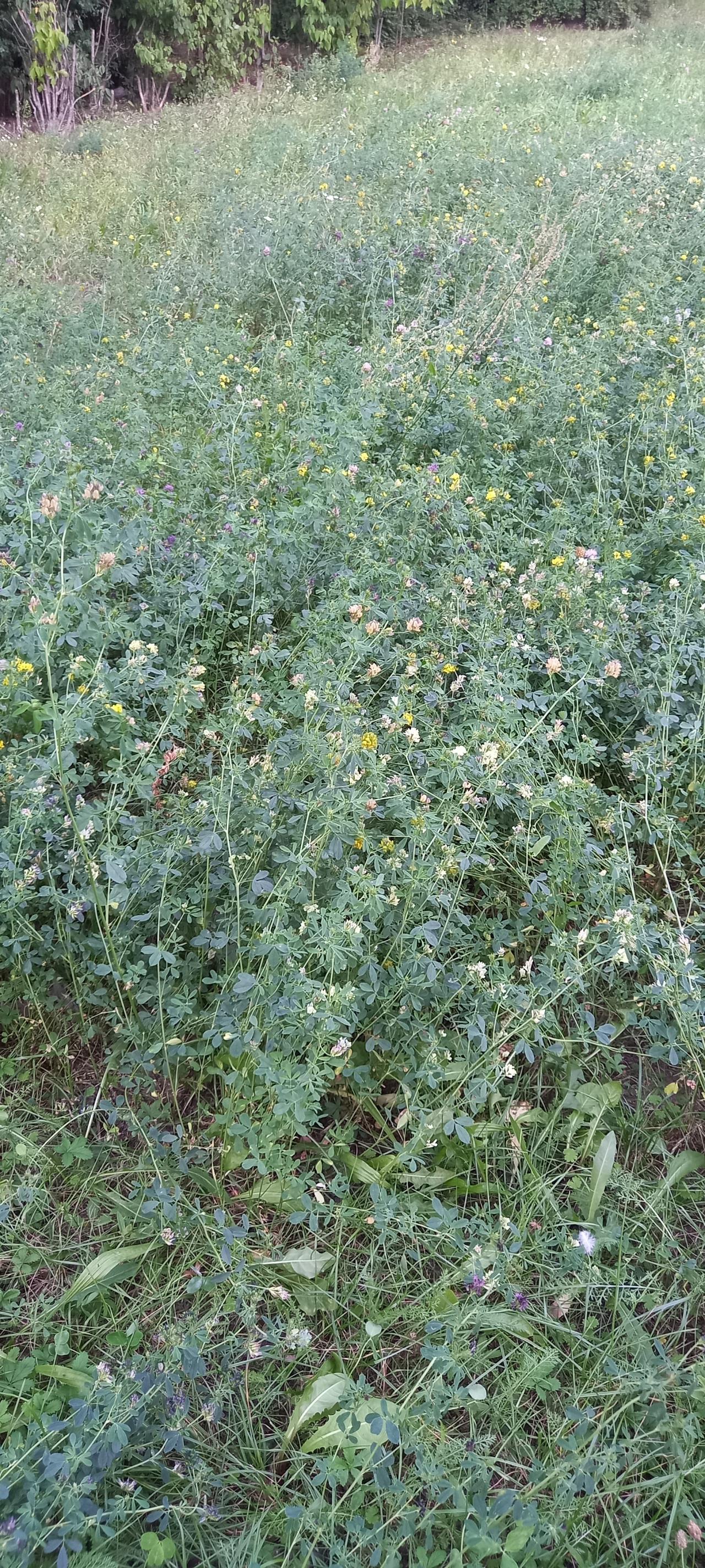 Poznańskie osiedle zarośnięte? "Chaszcze sięgają mi do kolana, wyciągam z siebie kleszcze"