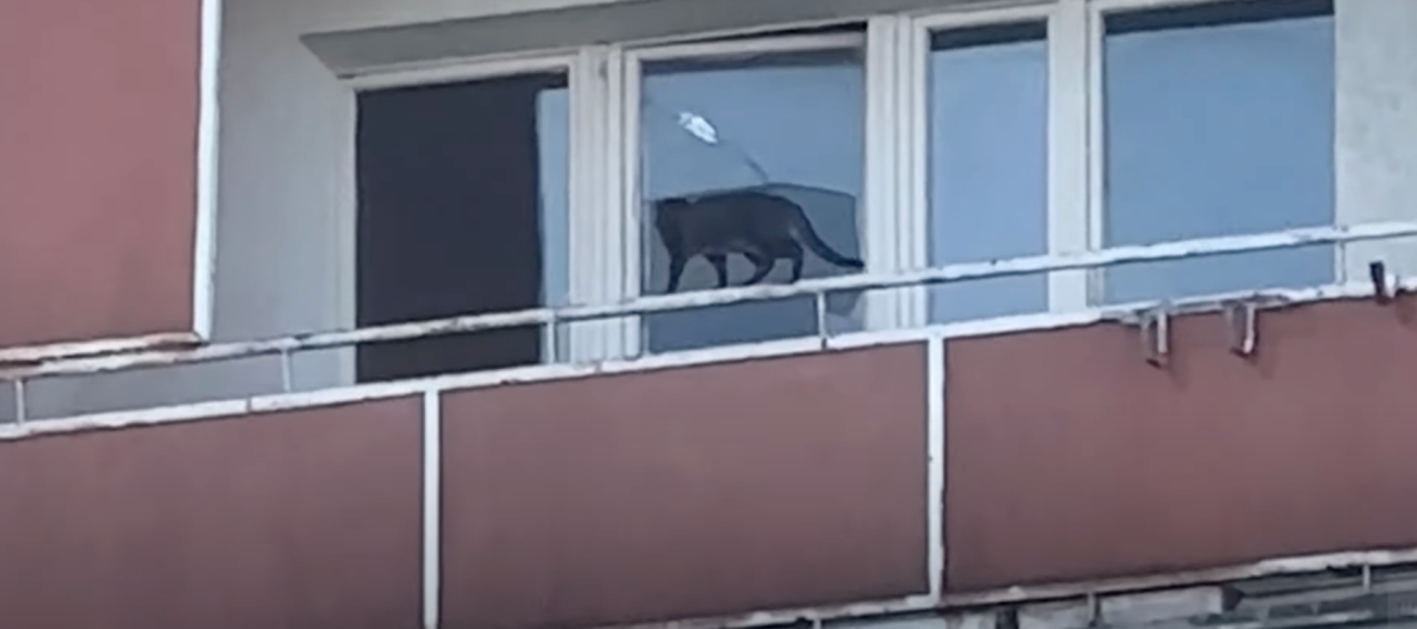 Fetor, prusaki i gromada zwierząt w mieszkaniu na poznańskim osiedlu. "Sąsiedzi wyniszczeni psychicznie i fizycznie"