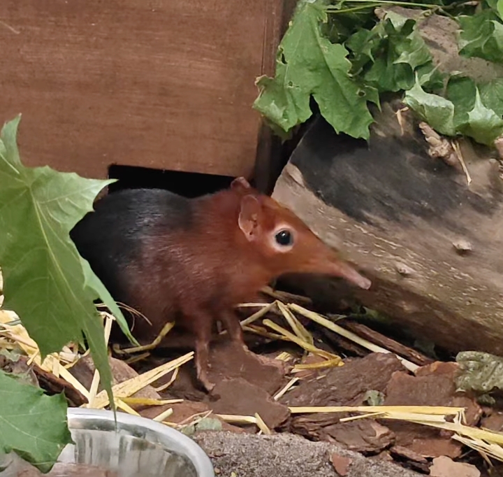 Nowe ZOO ma nową mieszkankę. Przyjechała z Pragi i jest "zaskakująca"